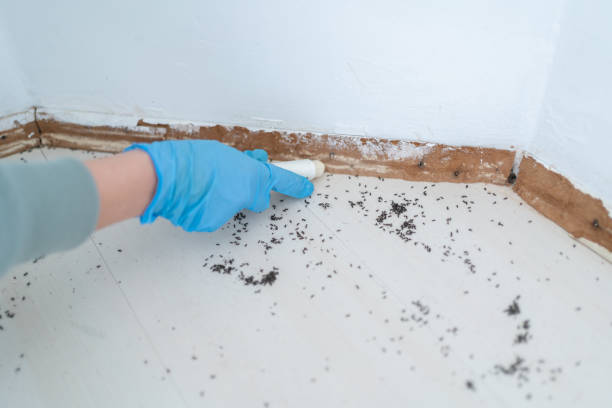 Best Affordable Pest Control Services  in Riverdale Park, CA